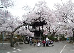 満開の桜