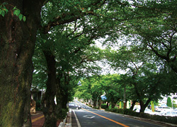 宮木駅前の桜並木